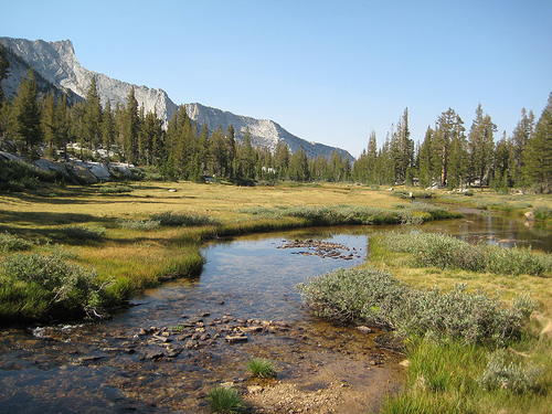 Alpine Meadow at Yosemite